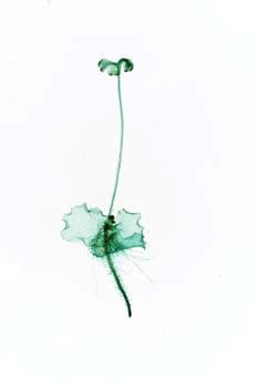 *fern4