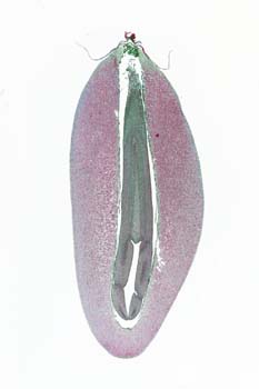 pinus embyo